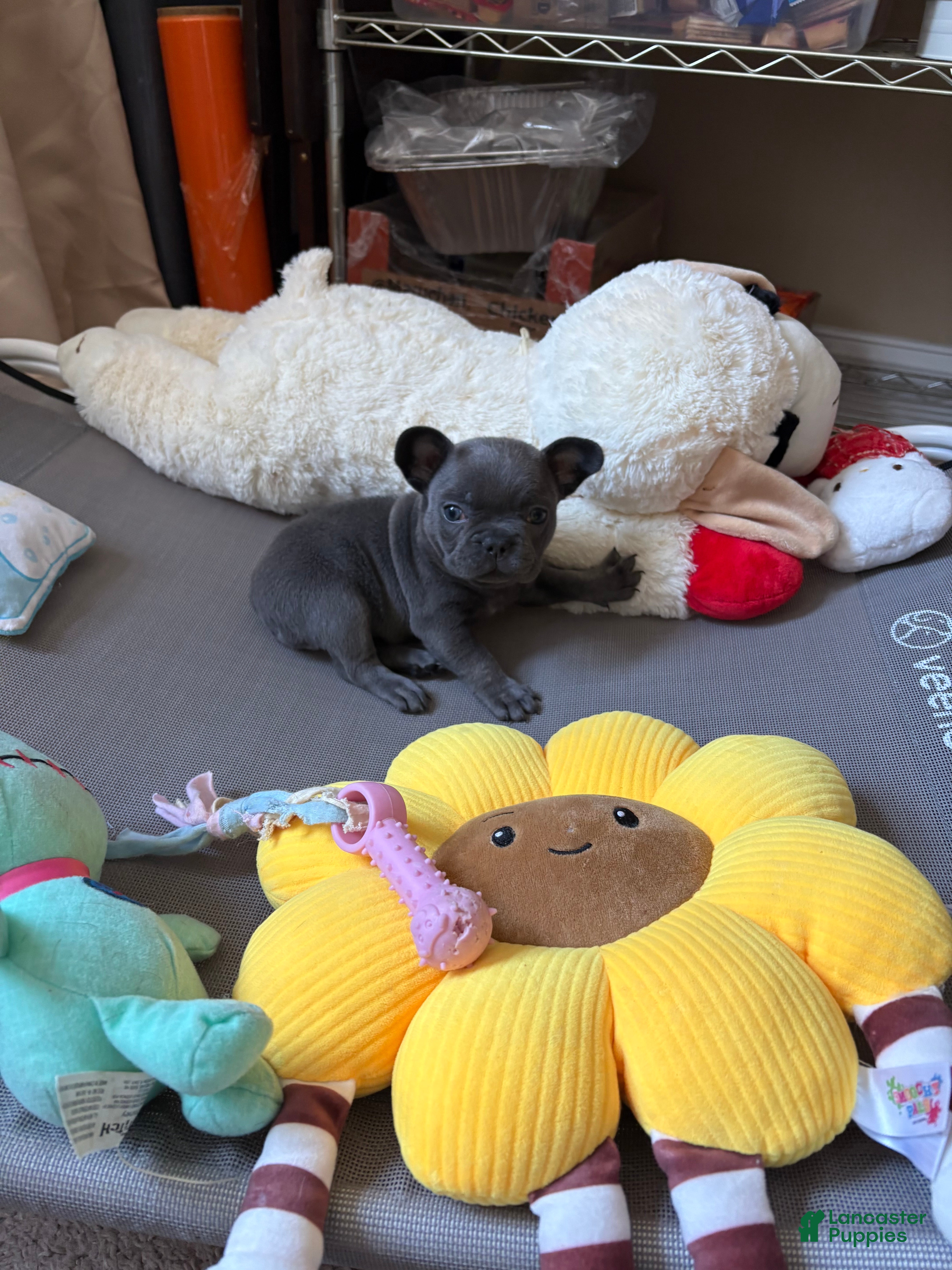 French Bulldog dogs French Bulldog Puppy Female - Ad 1