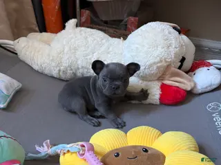 French Bulldog dogs for sale: French Bulldog Puppy Female - Ad 4