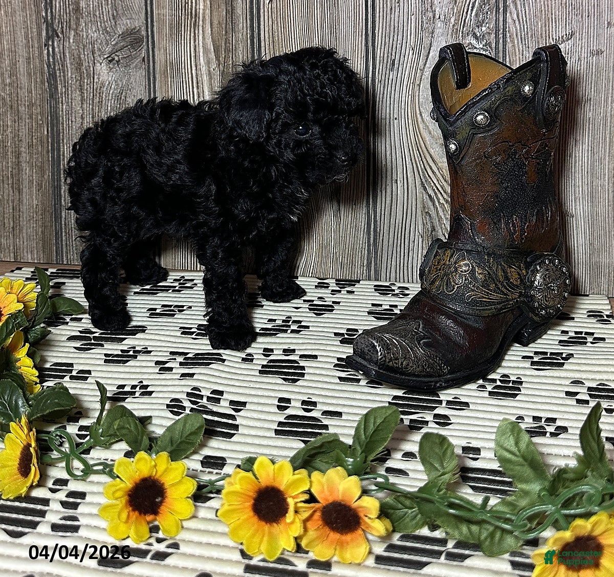 Toy Poodle dogs Cody - Ad 2