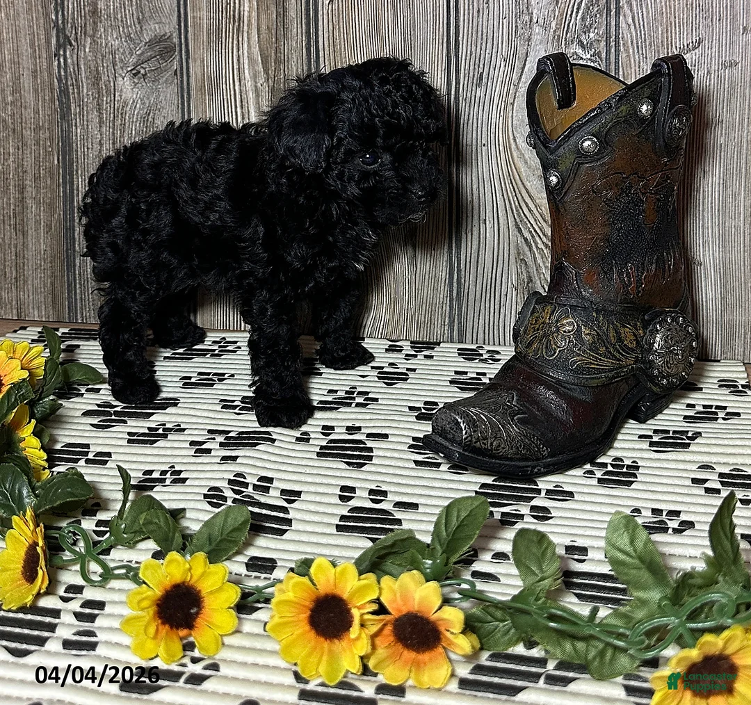 Toy Poodle dogs for sale: Cody - Ad 2