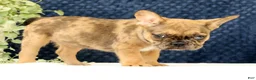 French Bulldog dogs for sale: Barbi - Ad 9