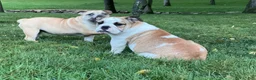 English Bulldog dogs for sale: Vanessa - Ad 3