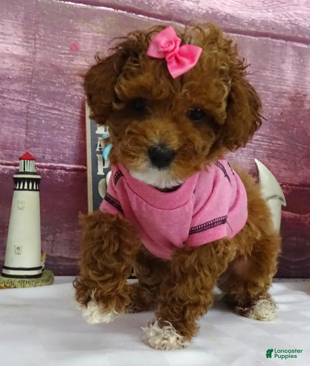 Toy Poodle dogs for sale: Saylor - Ad 2