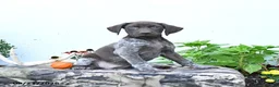German Shorthaired Pointer dogs for sale: Diamond - Ad 3