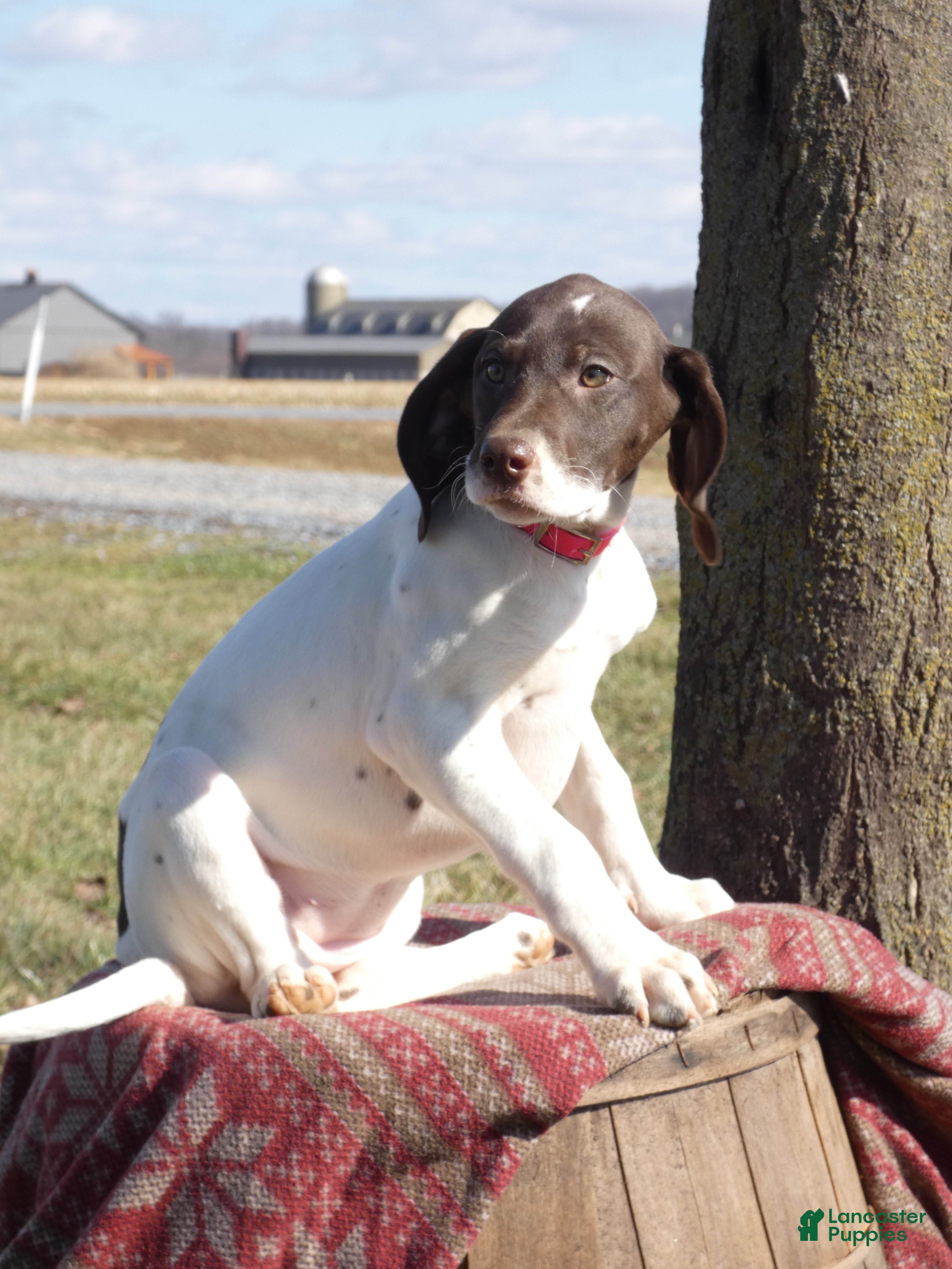 Mixed Breed dogs Dot - Ad 14