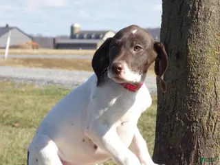 Mixed Breed dogs Dot - Ad 14