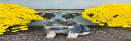 Australian Cattle Dog dogs for sale: Dakota  - Ad 6
