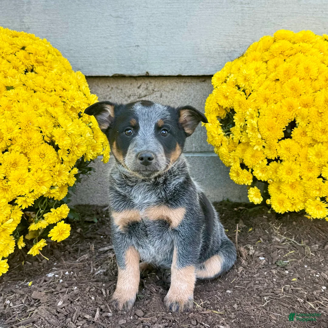 Australian Cattle Dog dogs for sale: Dakota  - Ad 6