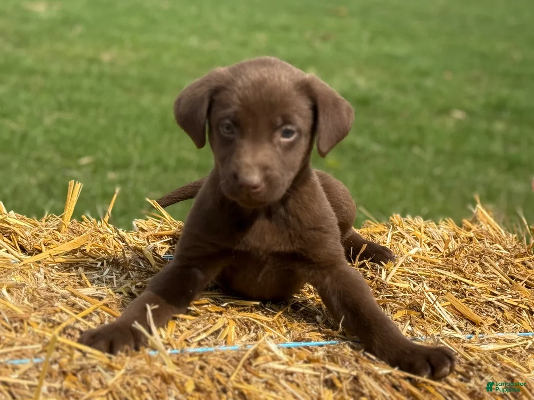 Labrador Retriever dogs for sale: Gilbert - Ad 7