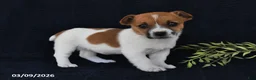 Jack Russell Terrier dogs for sale: Wanda - Ad 1
