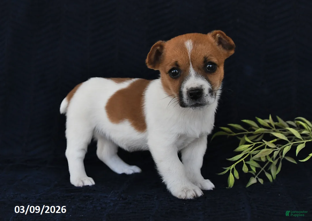 Jack Russell Terrier dogs for sale: Wanda - Ad 1