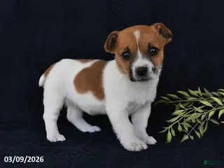 Jack Russell Terrier dogs for sale: Wanda - Ad 2