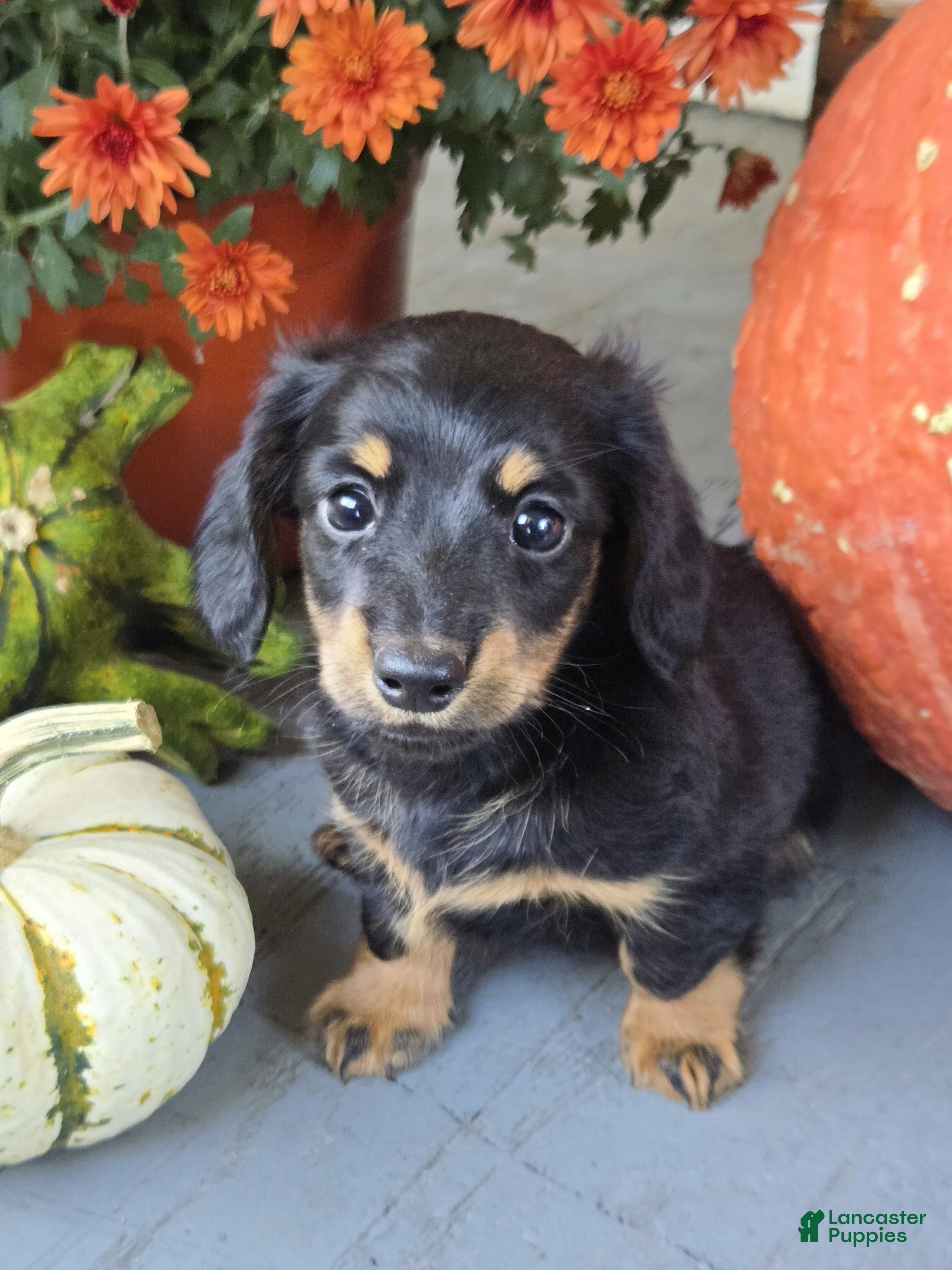 Dachshund dogs Hank - Ad 2
