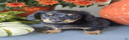 Dachshund dogs for sale: Hank - Ad 2