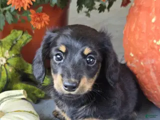 Dachshund dogs Hank - Ad 2