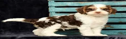 Cavapoo dogs for sale: Wendell - Ad 6