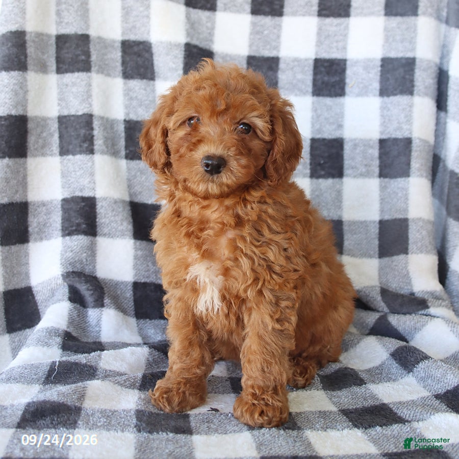 Miniature Poodle dogs Ruby - Ad 2