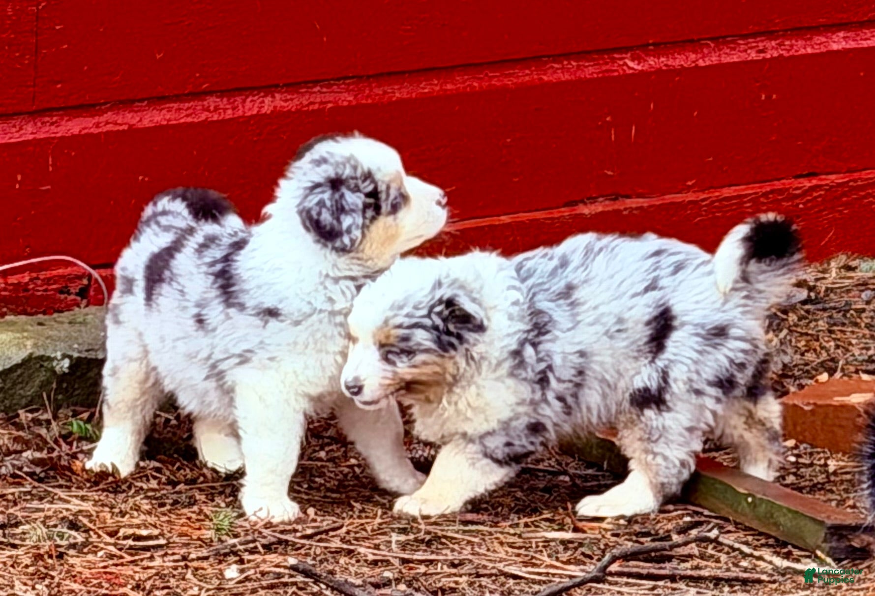 Australian Shepherd dogs Australian Shepherd Puppy 3 - Ad 2