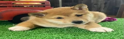 Shiba Inu dogs for sale: Infinity  - Ad 3