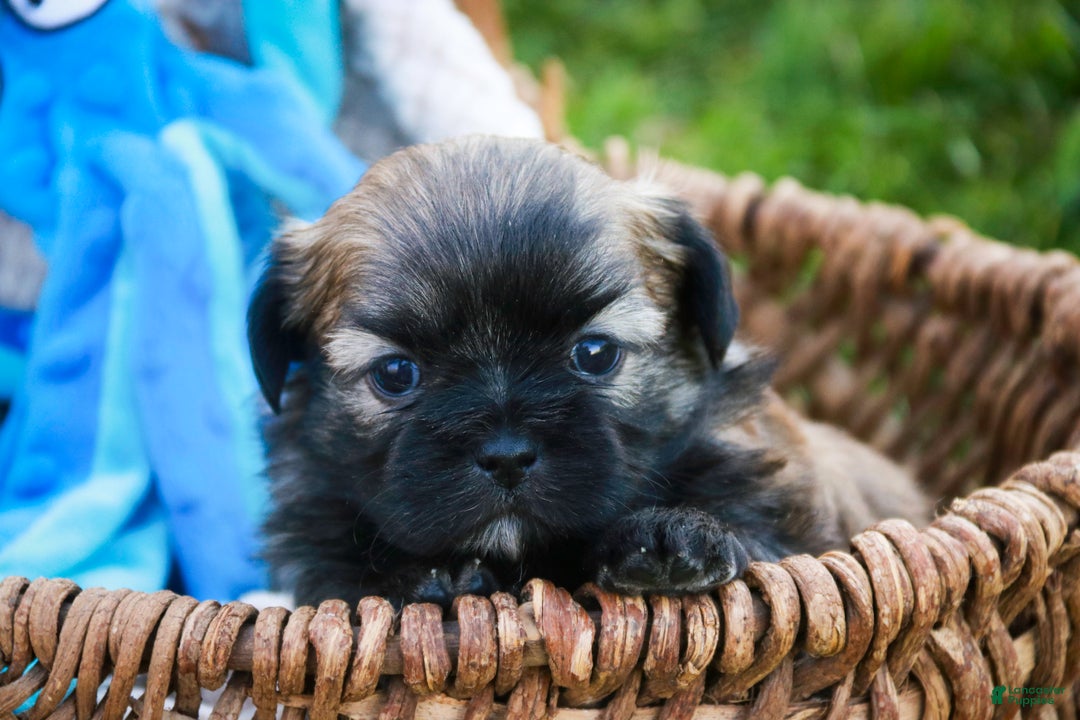 Shih Tzu dogs for sale: Herb - Ad 4