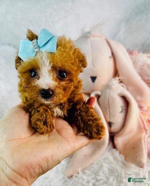 Toy Poodle dogs Toy Poodle Puppy 3 - Ad 24