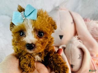 Toy Poodle dogs Toy Poodle Puppy 3 - Ad 32