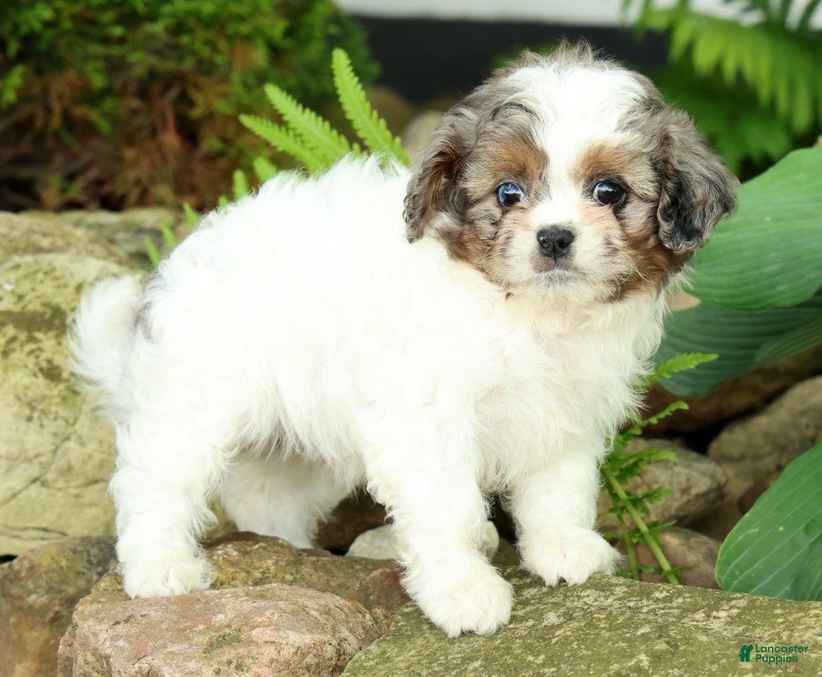 Mixed Breed dogs for sale: Poppy - Ad 5