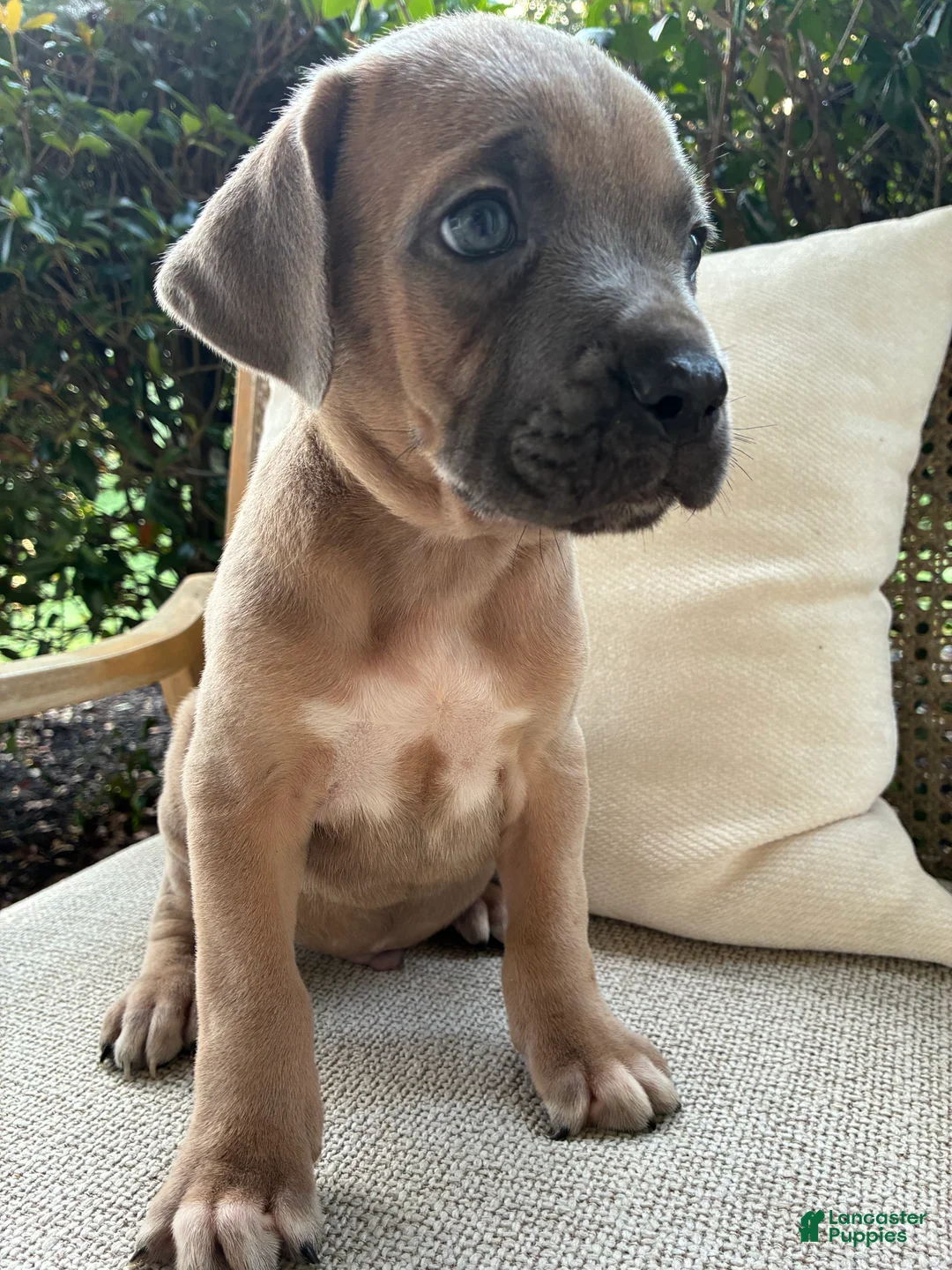 Cane Corso dogs for sale: Cane Corso Formentino  - Ad 2