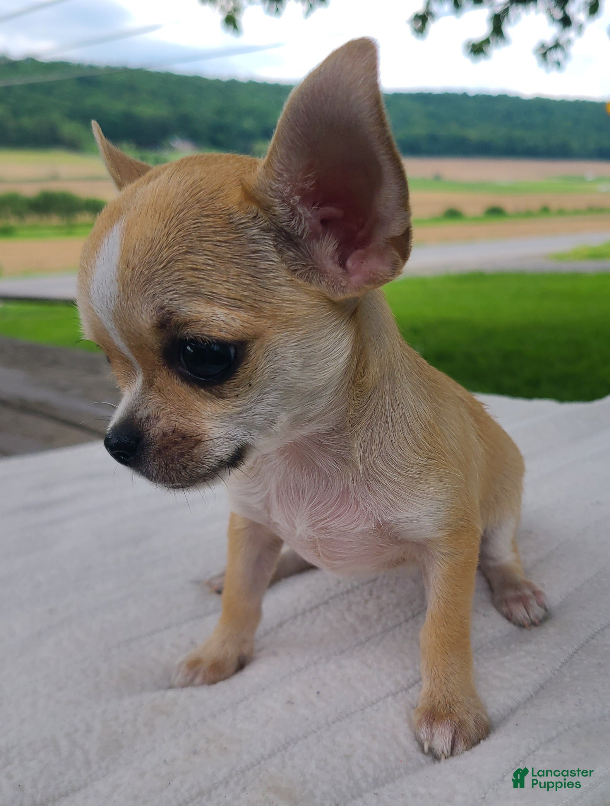 Chihuahua dogs Harmony - Ad 2