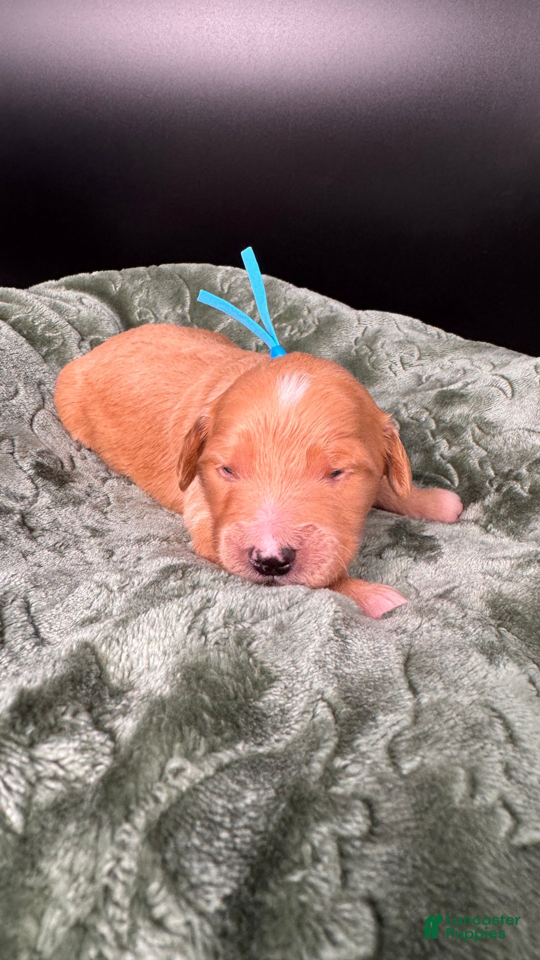 Mini Goldendoodle dogs for sale: Loki F one - Ad 12