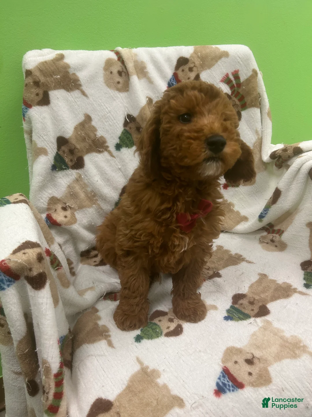 Mini Goldendoodle dogs for sale: Cashew  - Ad 1
