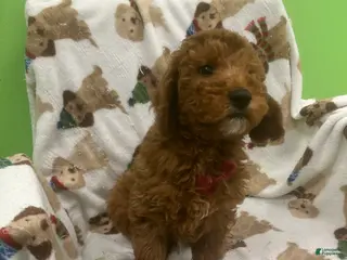 Mini Goldendoodle dogs Cashew - Ad 7