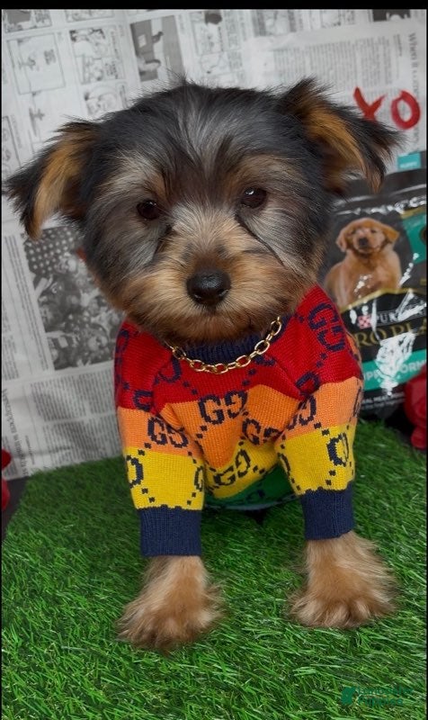 Yorkshire Terrier dogs Chosen - Ad 2