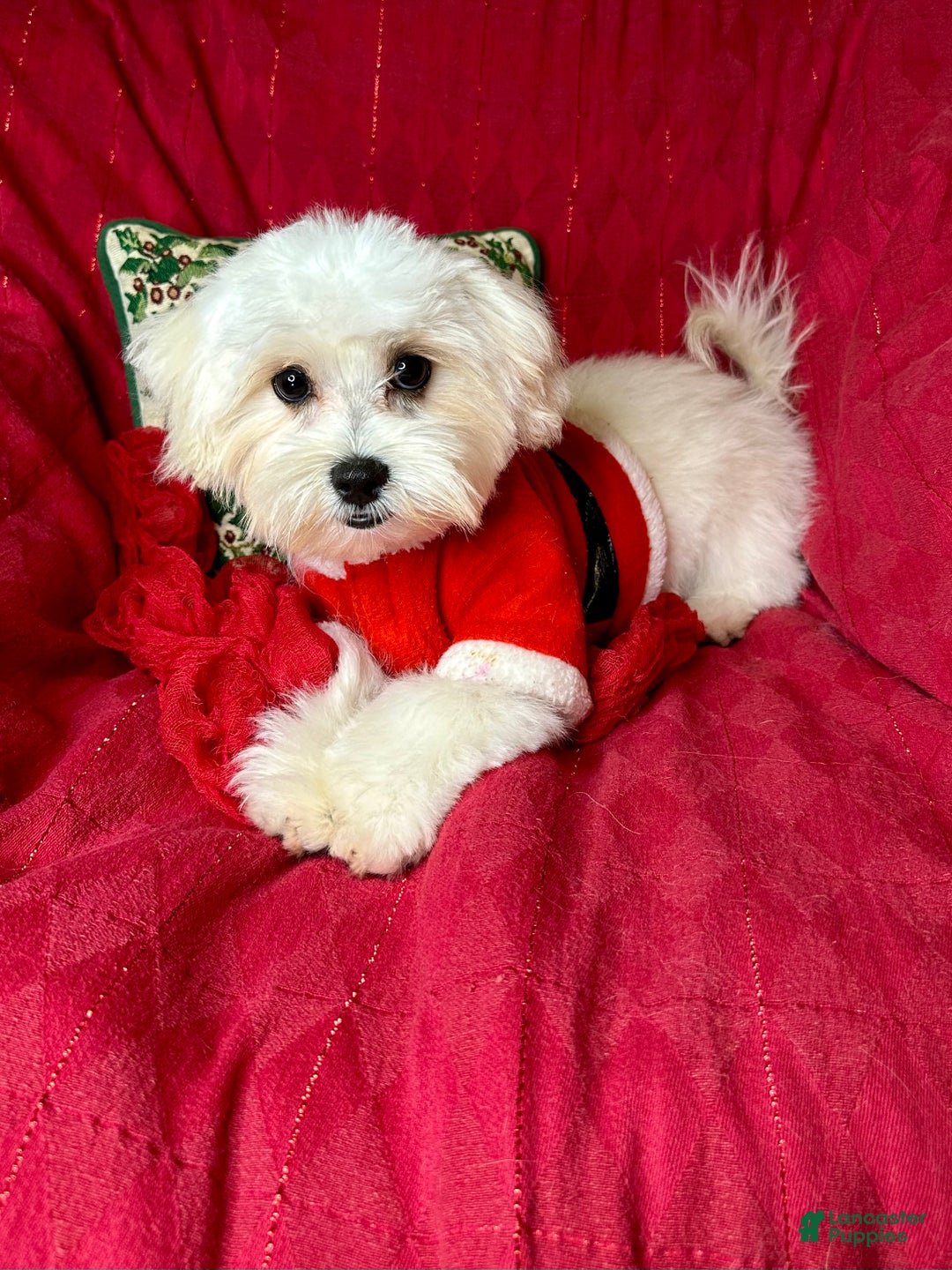 Maltese dogs for sale: Lemon - Ad 6