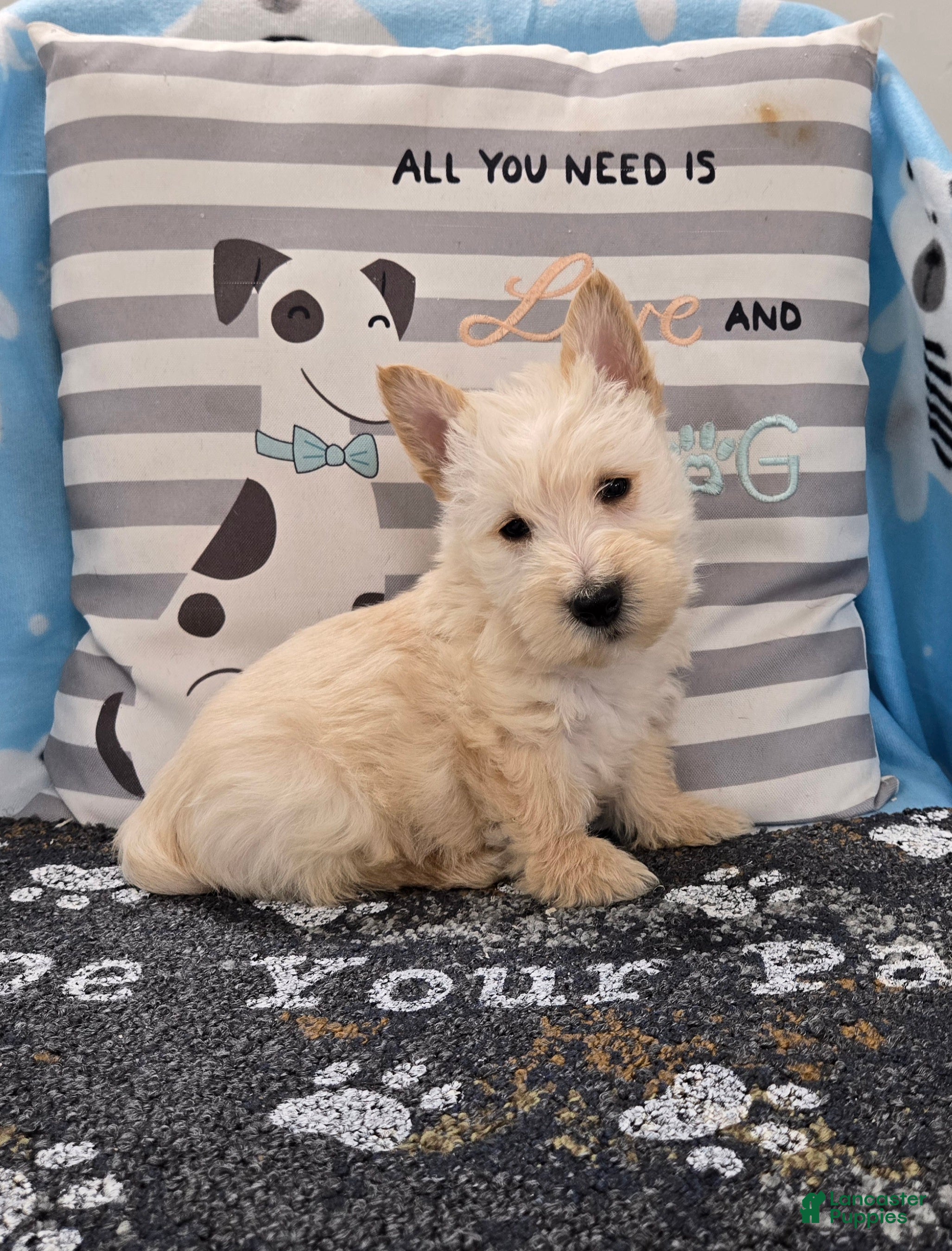 Scottish Terrier dogs Van - Ad 1