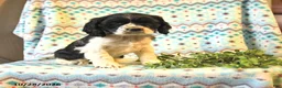 Cocker Spaniel dogs for sale: Talia - Ad 1