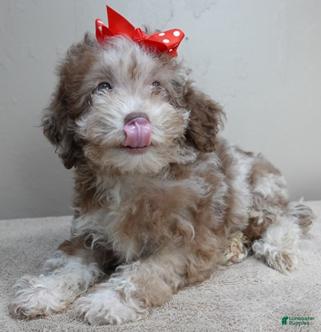 Toy Poodle dogs for sale: iven neutered 12/9/25 - Ad 10