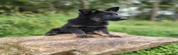 German Shepherd dogs for sale:  Timba - Ad 3