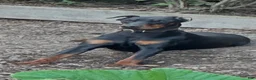 Doberman Pinscher dogs for sale: gemma - Ad 11