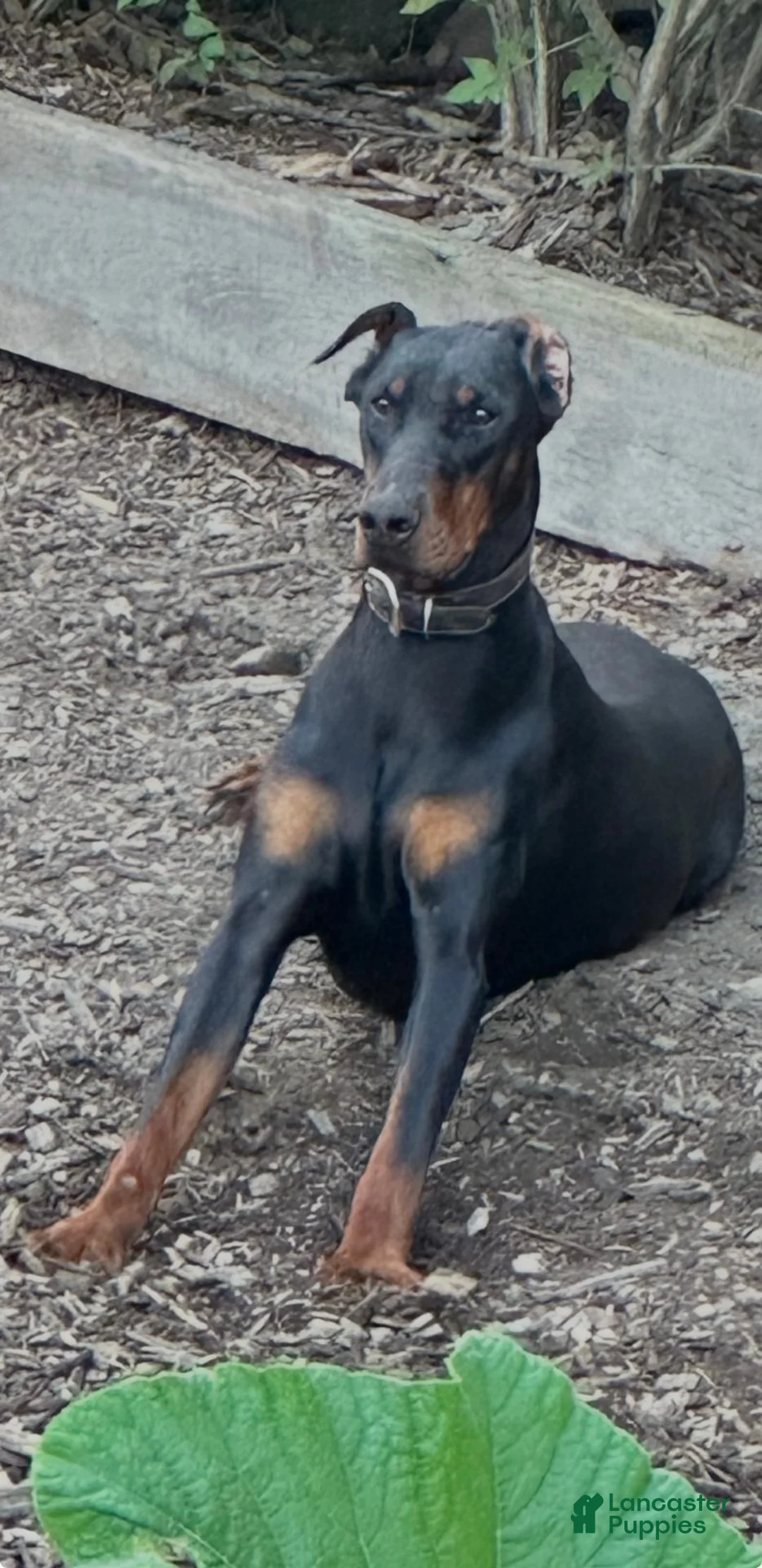 Doberman Pinscher dogs for sale: gemma - Ad 11