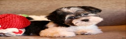 Shihpoo dogs for sale: Mia - Ad 8