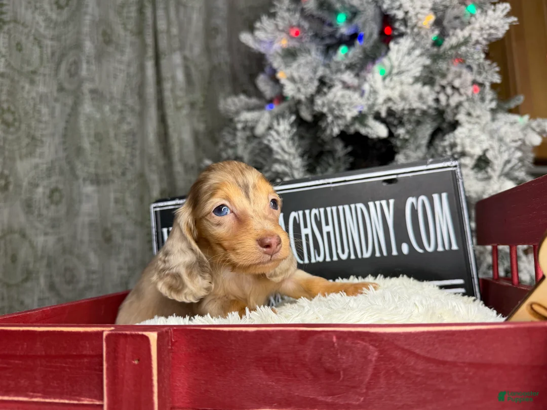 Miniature Dachshund dogs for sale: Bright blue eye - Ad 12