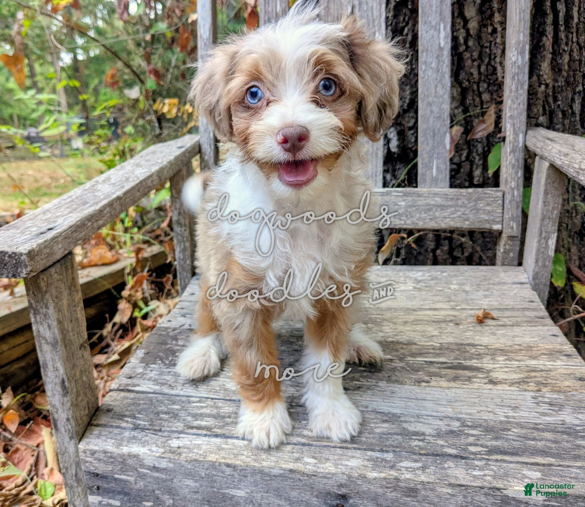 Mini Aussiedoodle dogs Russell - blue eyes  - Ad 1