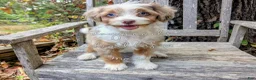 Mini Aussiedoodle dogs for sale: Russell - blue eyes  - Ad 1