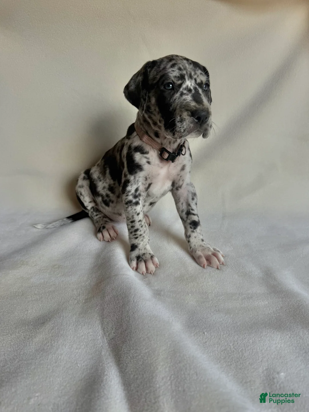 Great Dane dogs for sale: Joy- light purple  - Ad 2