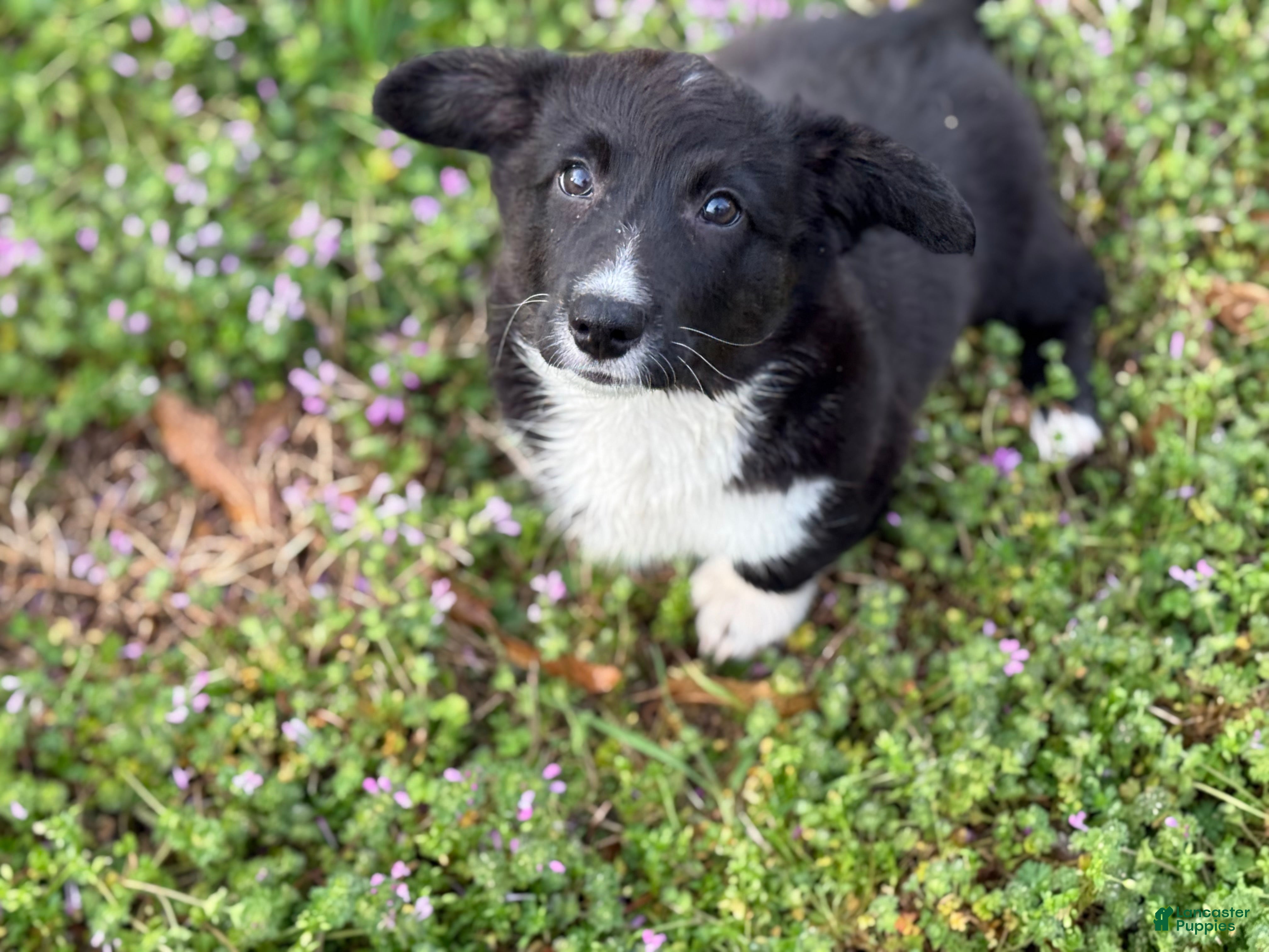 Welsh Corgi Cardigan dogs Jenny - Ad 1