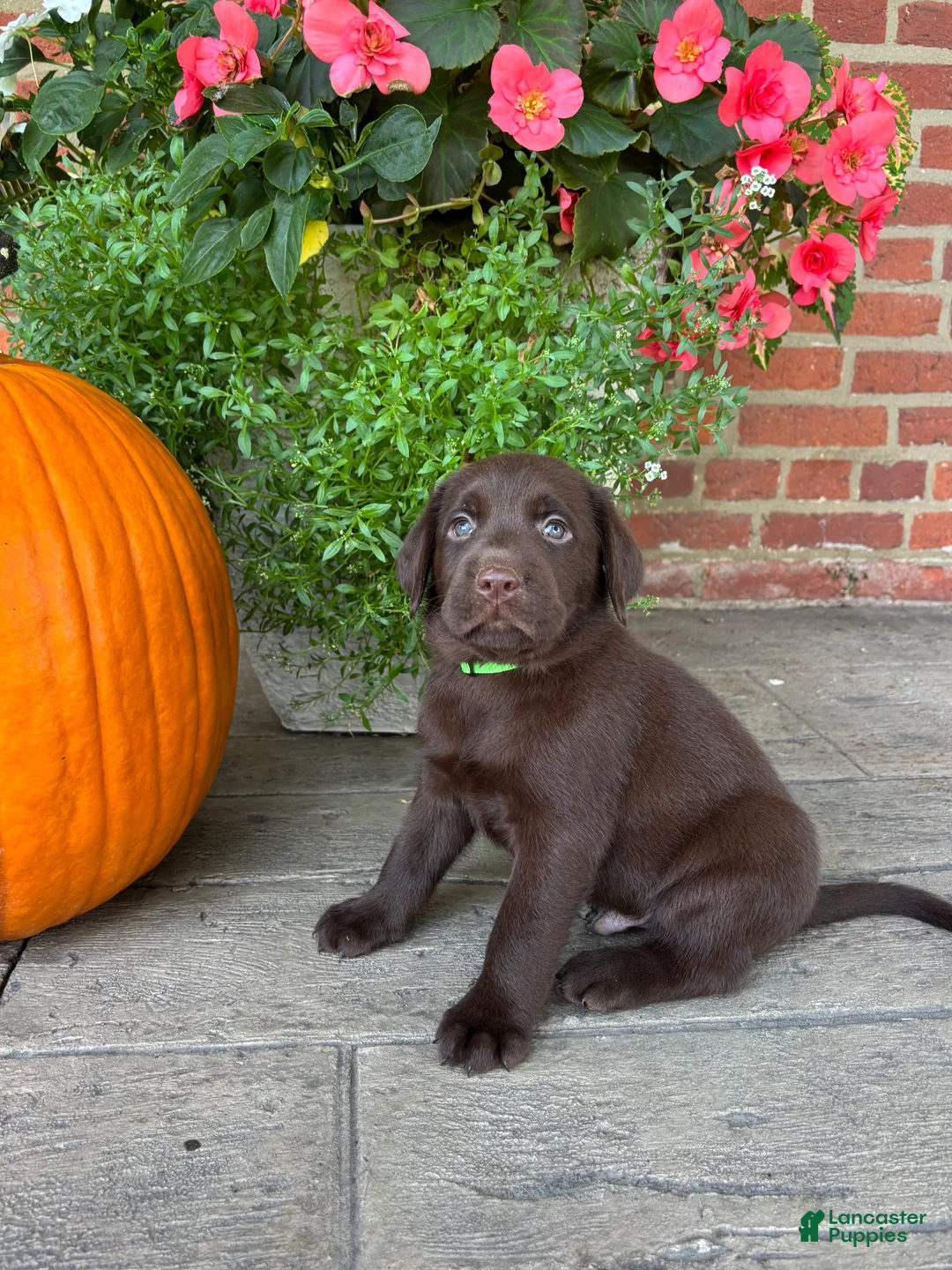 Labrador Retriever dogs for sale: Max - Ad 2