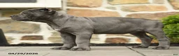 Cane Corso dogs for sale: Pipper - Ad 5