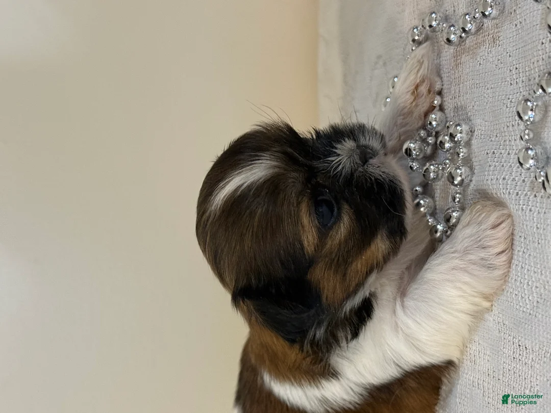 Shih Tzu dogs for sale: Toast Shih Tzu Puppy  - Ad 1