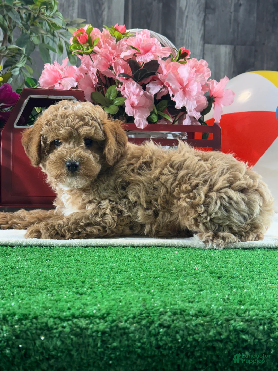 Toy Poodle dogs for sale:  Nacho - Ad 2